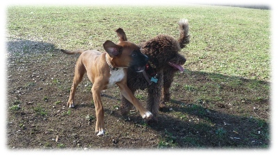 cuccioli che giocano a fare la lotta