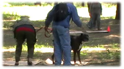 staffetta fra cani e accompagnatori